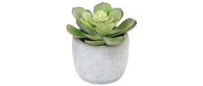 Sukulenty